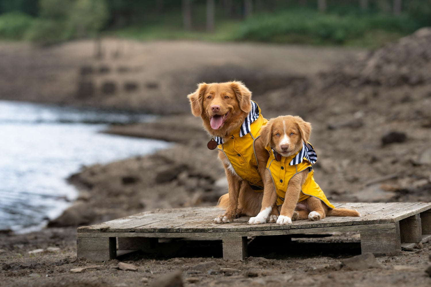 Pet Clothing