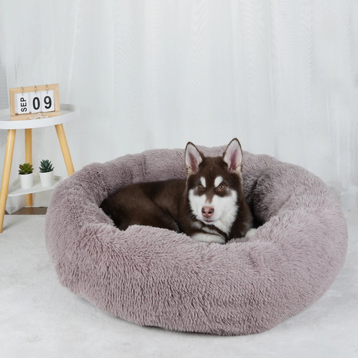 Plush Dog Bed