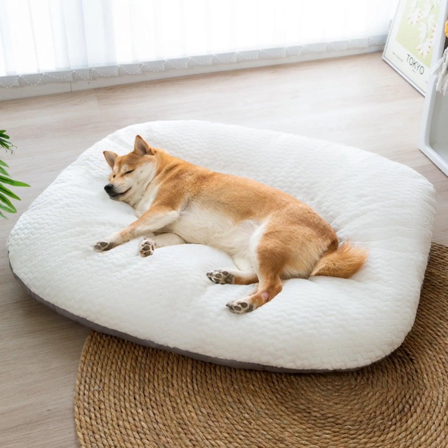 Large Dog Sofa Bed