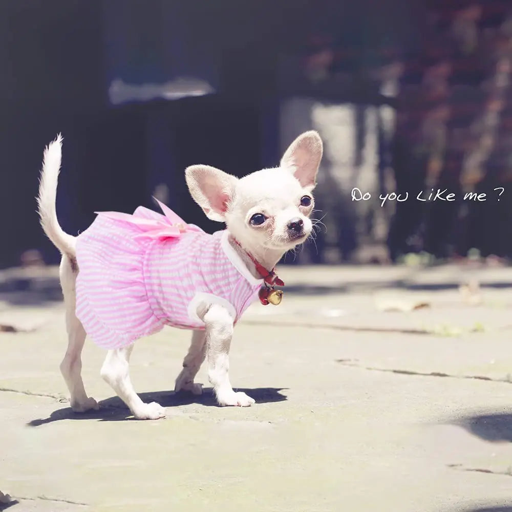 Dog Dresses for Small Dogs Cats Summer Princess Tutu Skirt